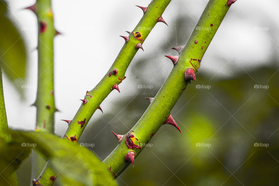 Rose plant