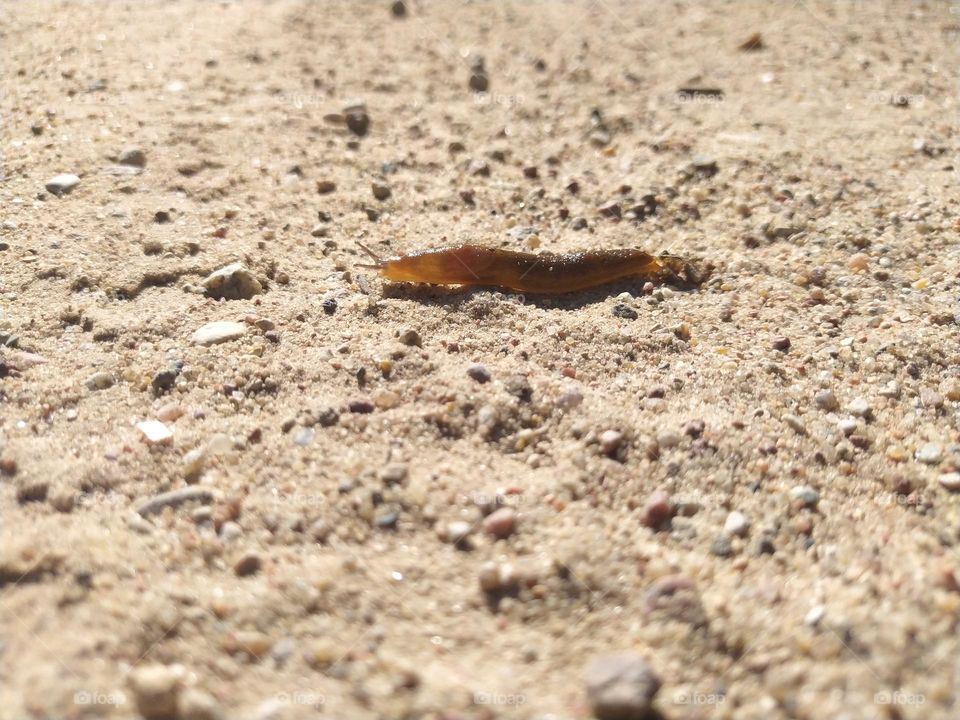 Transparent slug in the sand and stones on a sunny day.