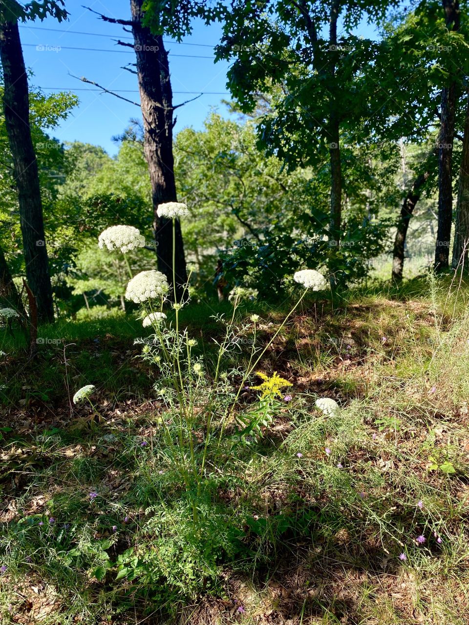 Wildflowers on Cape Cod rail trail