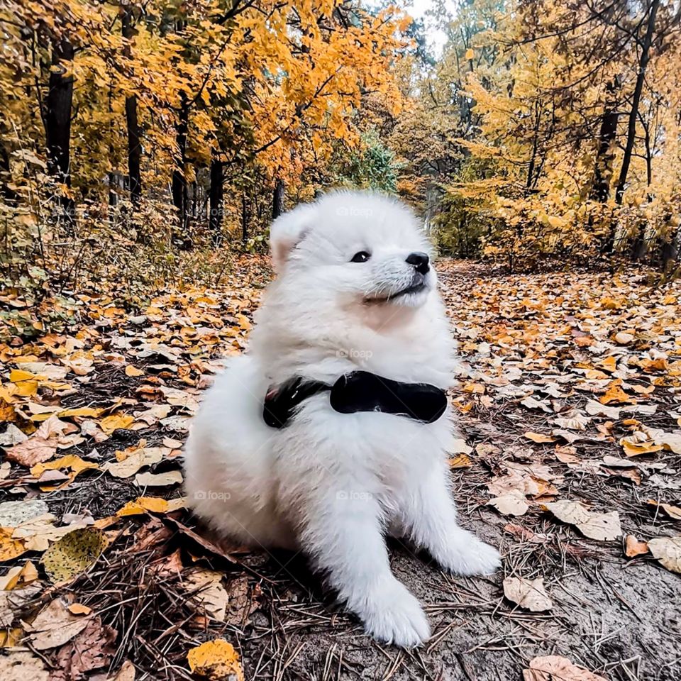 A adorable puppy is sitting on the autumn leaves.