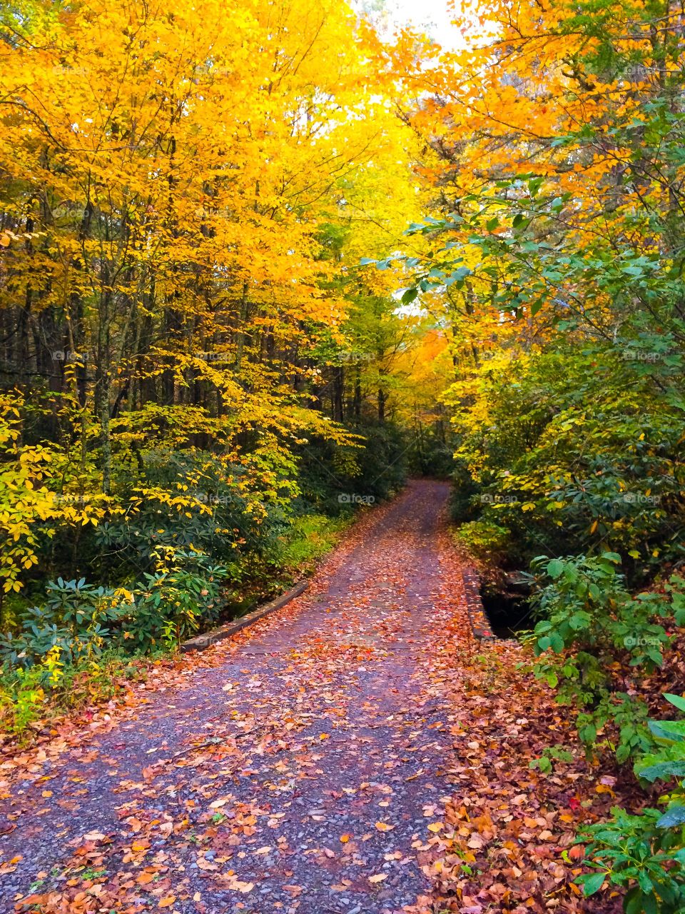 Yellow autumn road