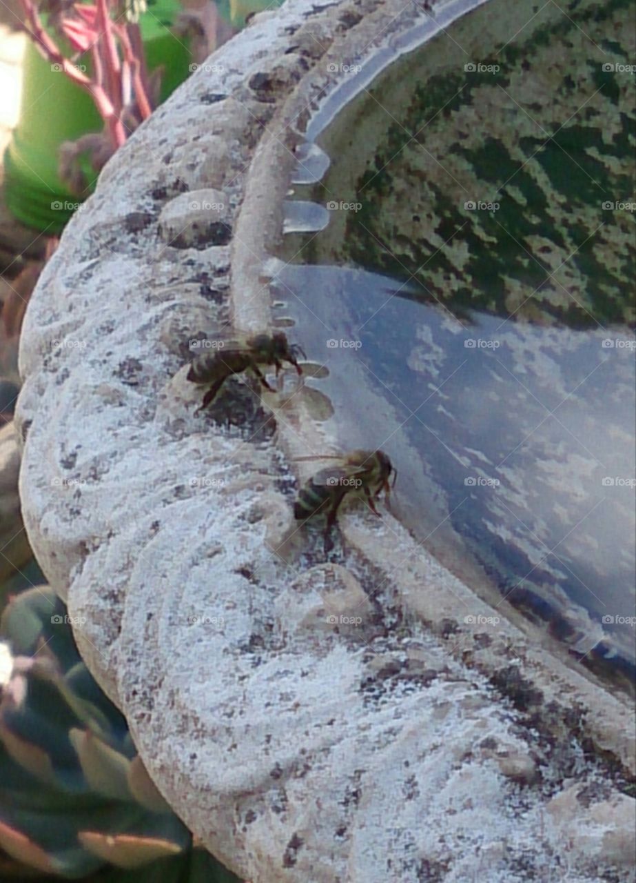 Bees Drinking