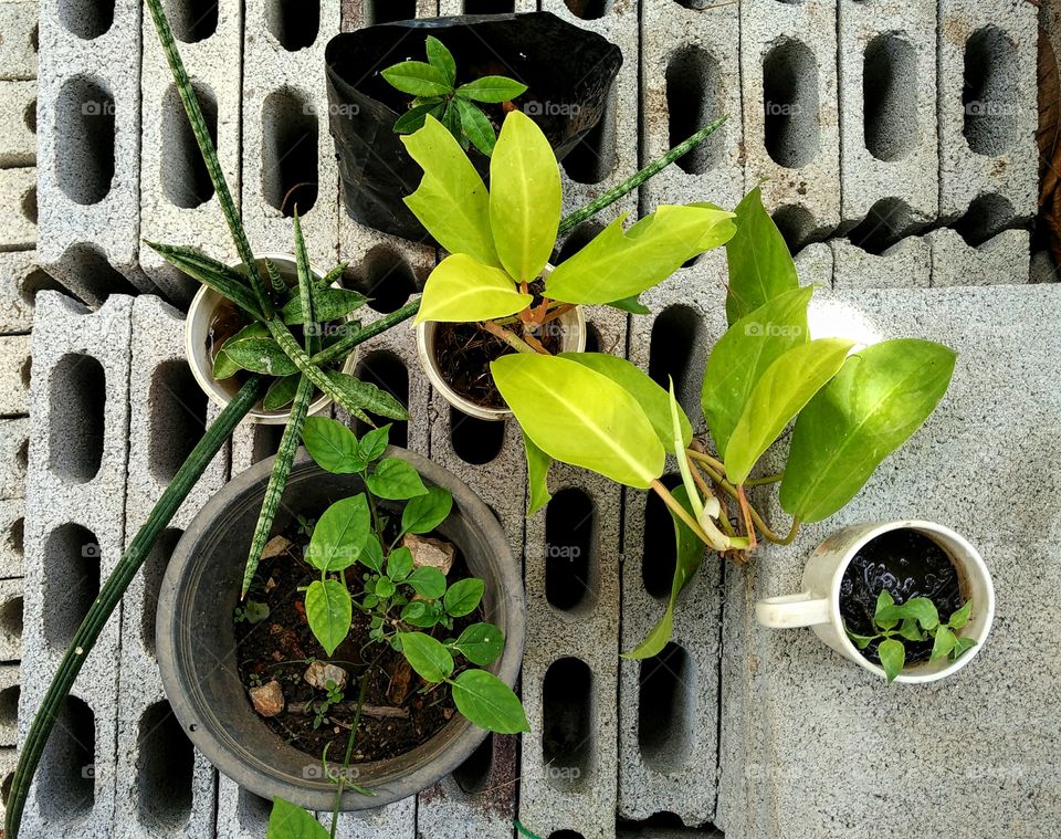 House plants on the bricks