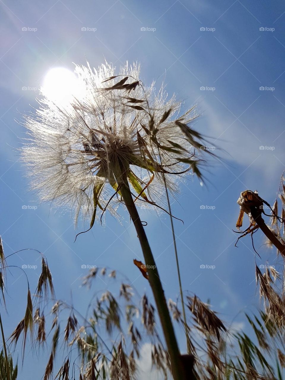 Солнечные лучи проникают сквозь пушистые отблески одуванчика , создавая впечатление нежности и легкости 