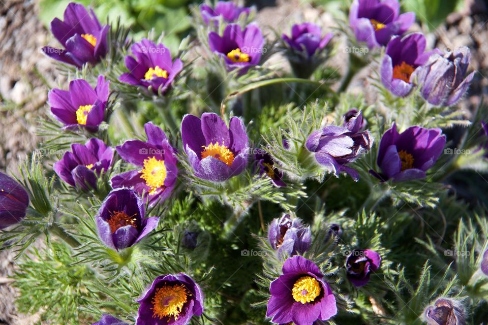 Purple flowers blooming at outdoors