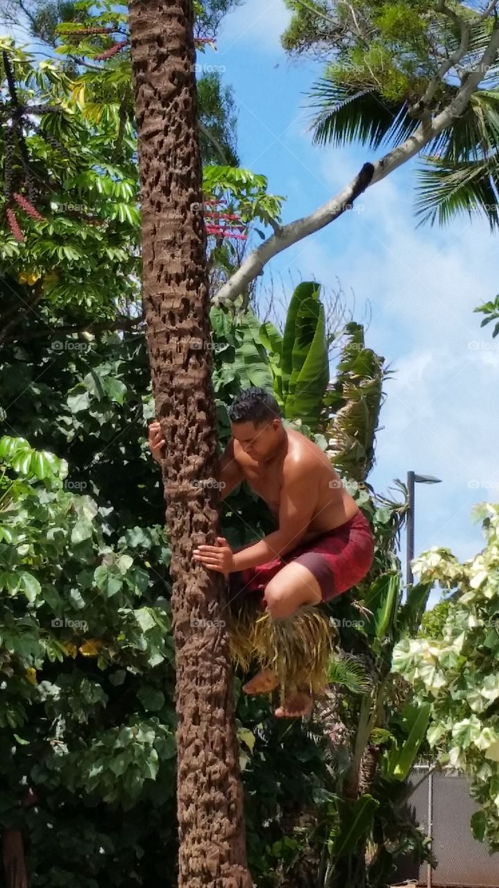 coconut climb