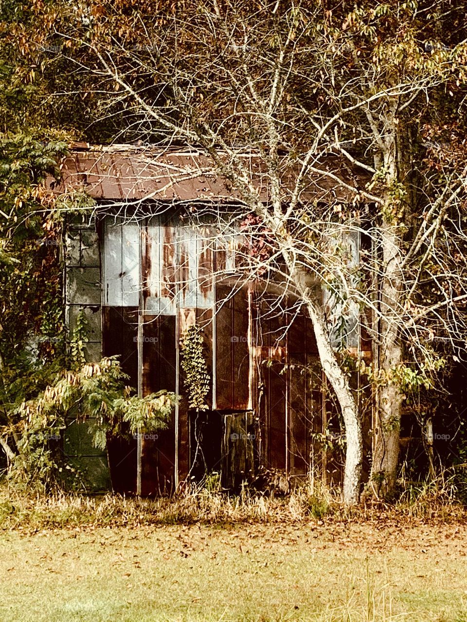 Rusty shed 