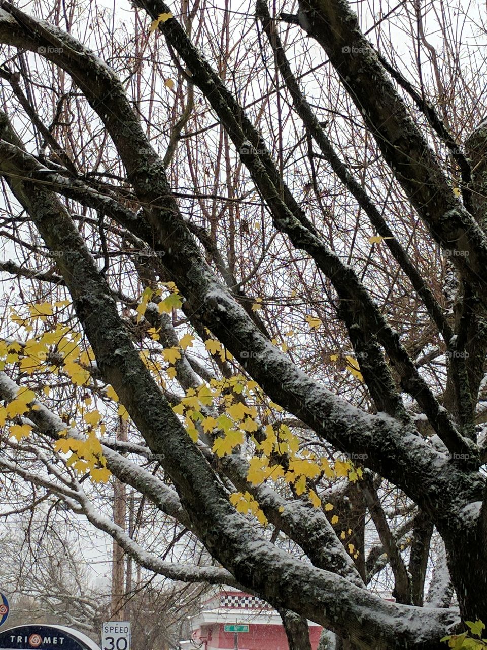 Snowy Tree Branches with Leaves