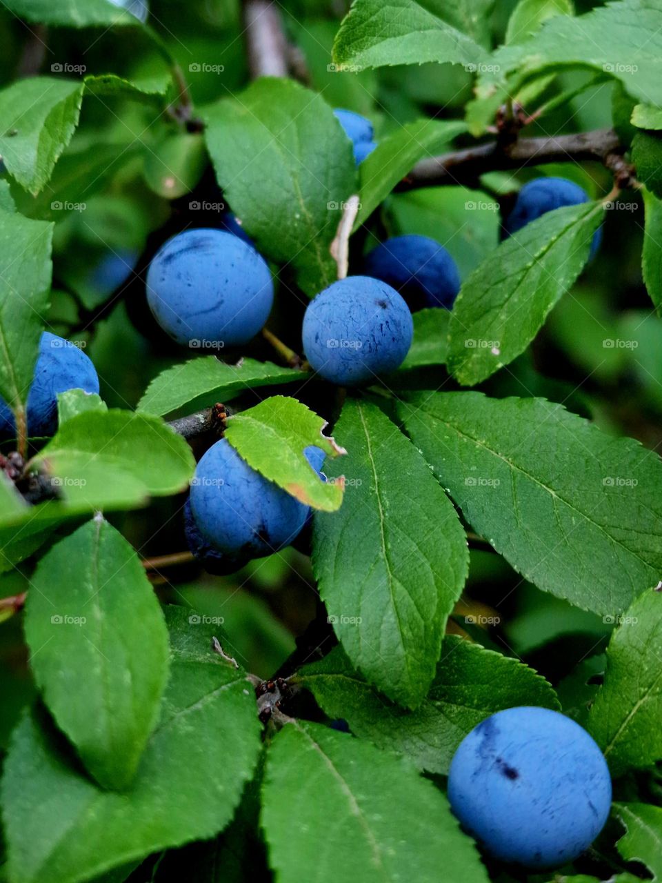 leaves and fruits