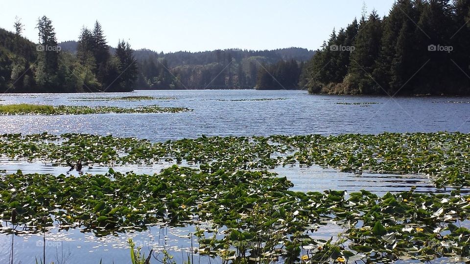 Tahkenitch Lake