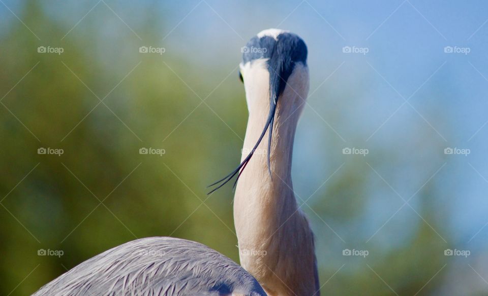 Great Blue Heron Ponytail 
