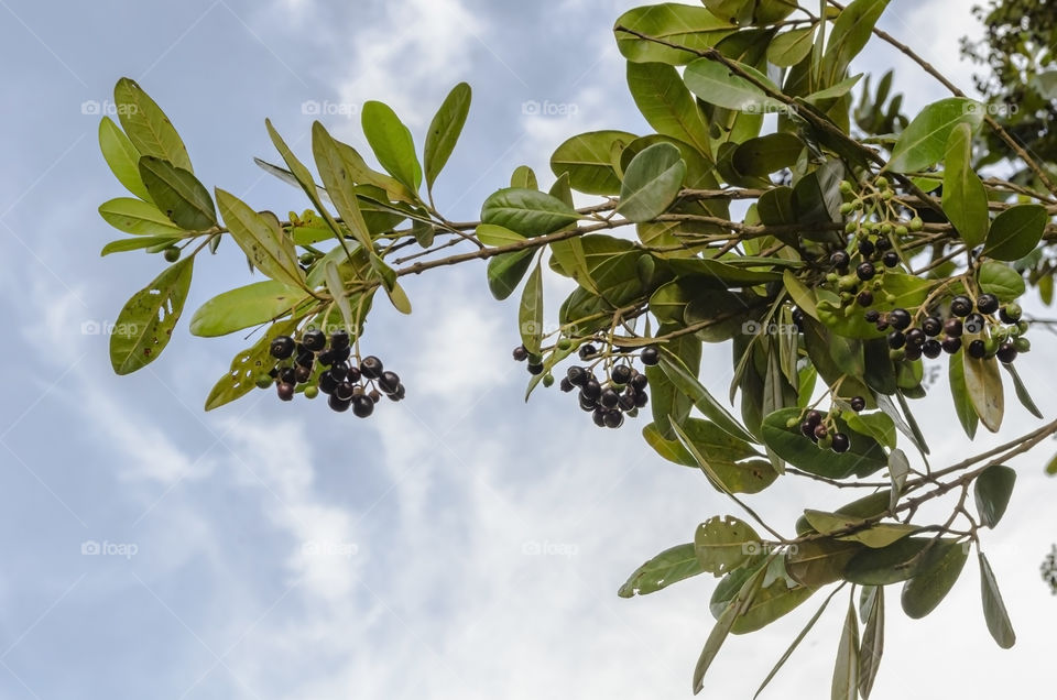 Branches Of Pimento Against Sky Background