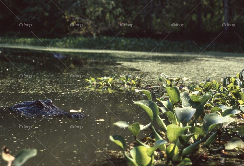 swamp Bayou alligator water algae