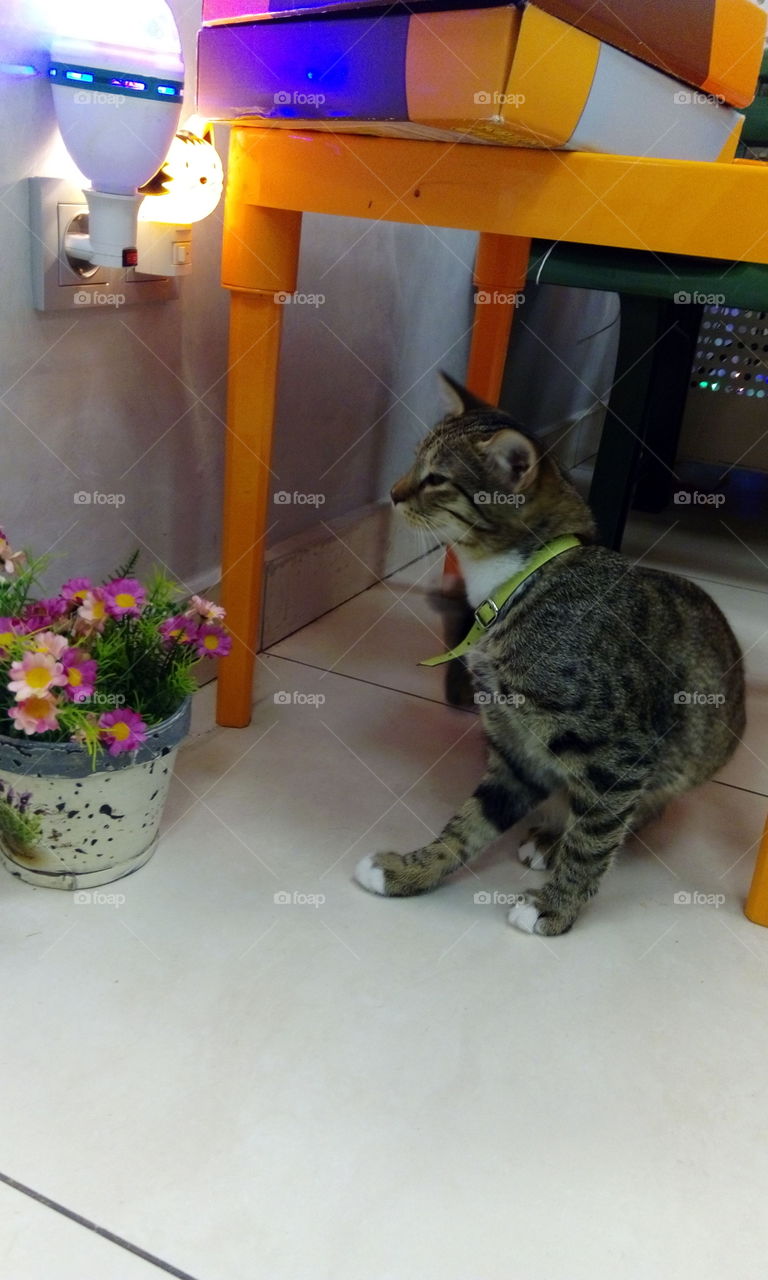 cat and flowers2