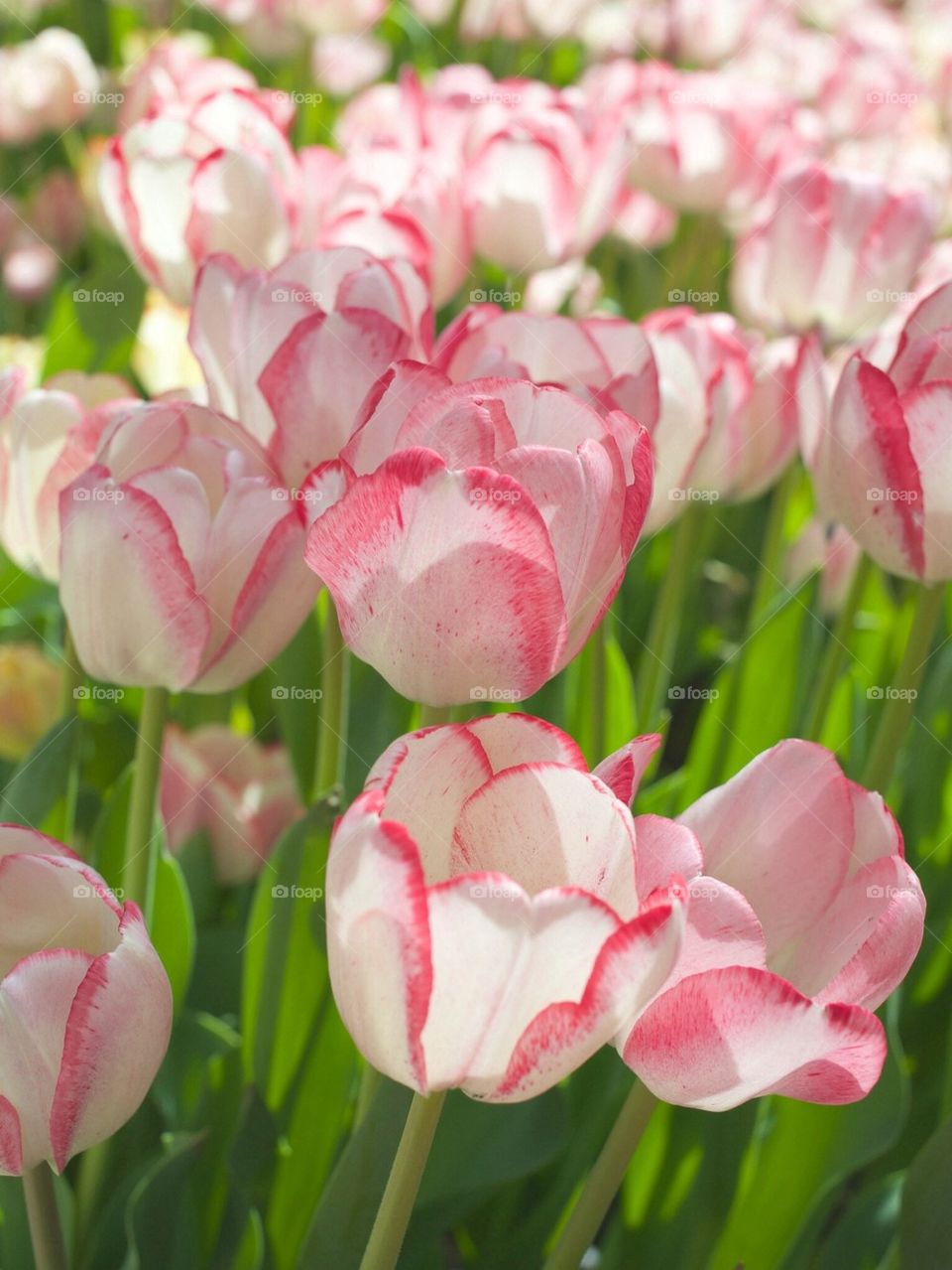 Tulips in Garden