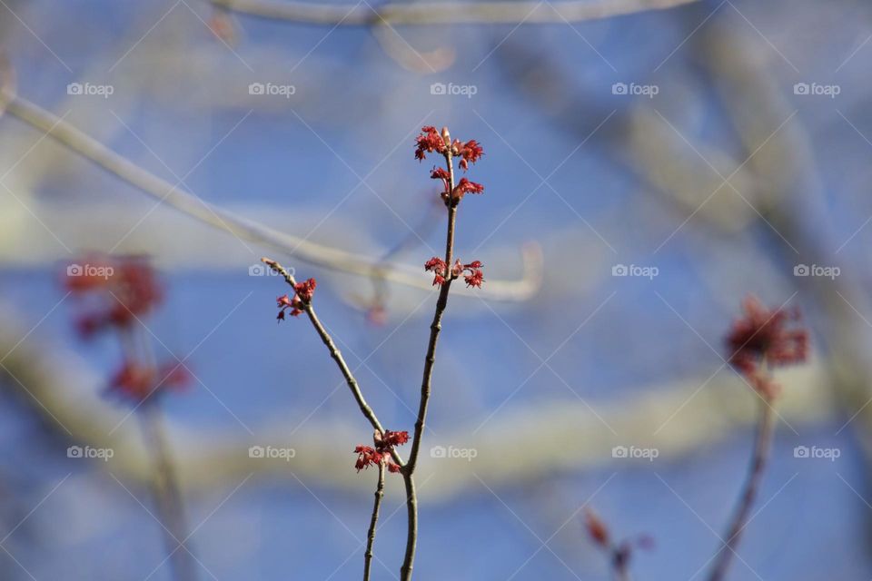 Red Spring Blooms