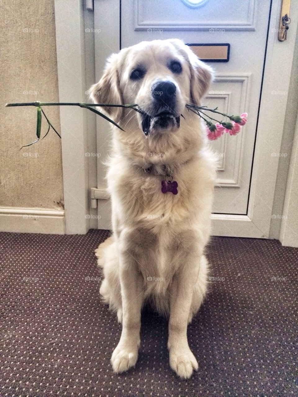 Zoe - Golden Retriver