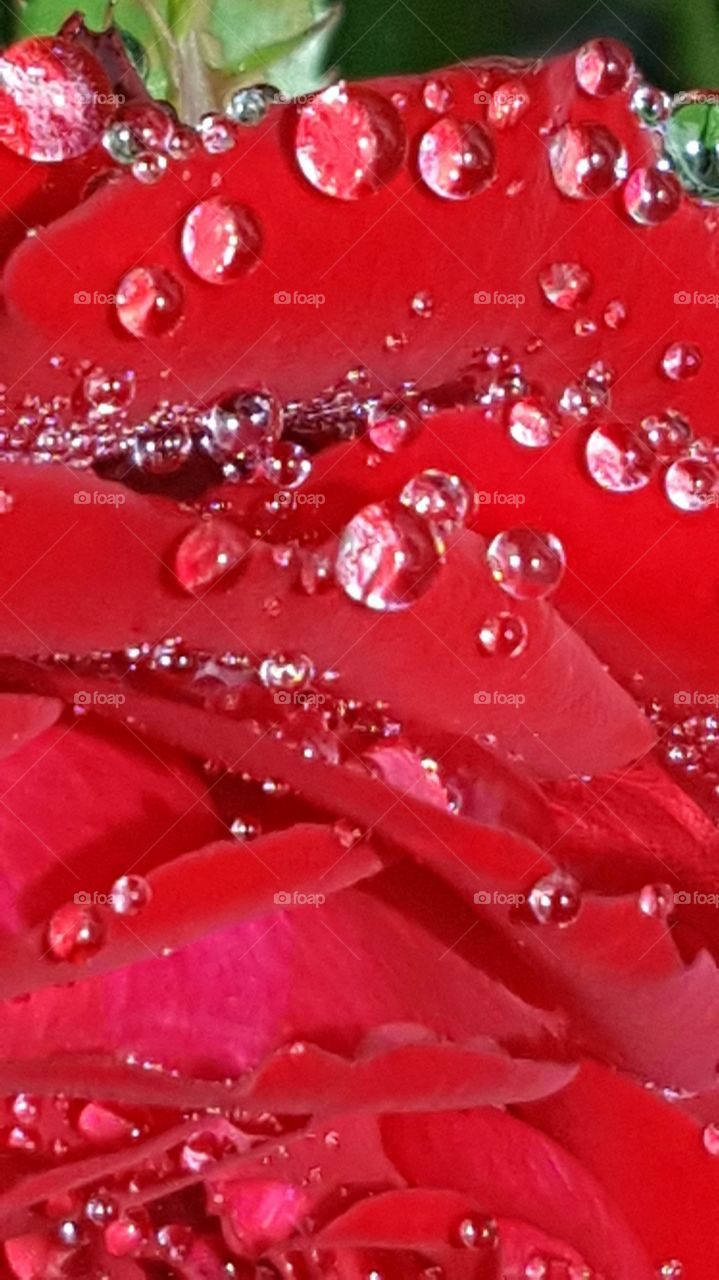 this is a very close close-up of a rose in my garden heavy with morning dew as the sun was rising