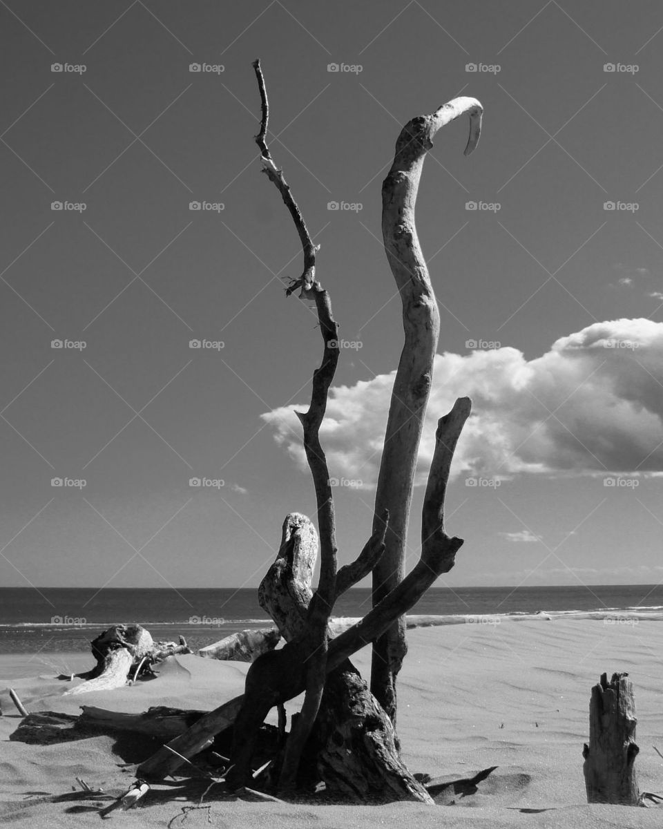 Driftwood on St Cyrus