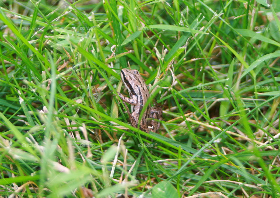 Frog in the Grass