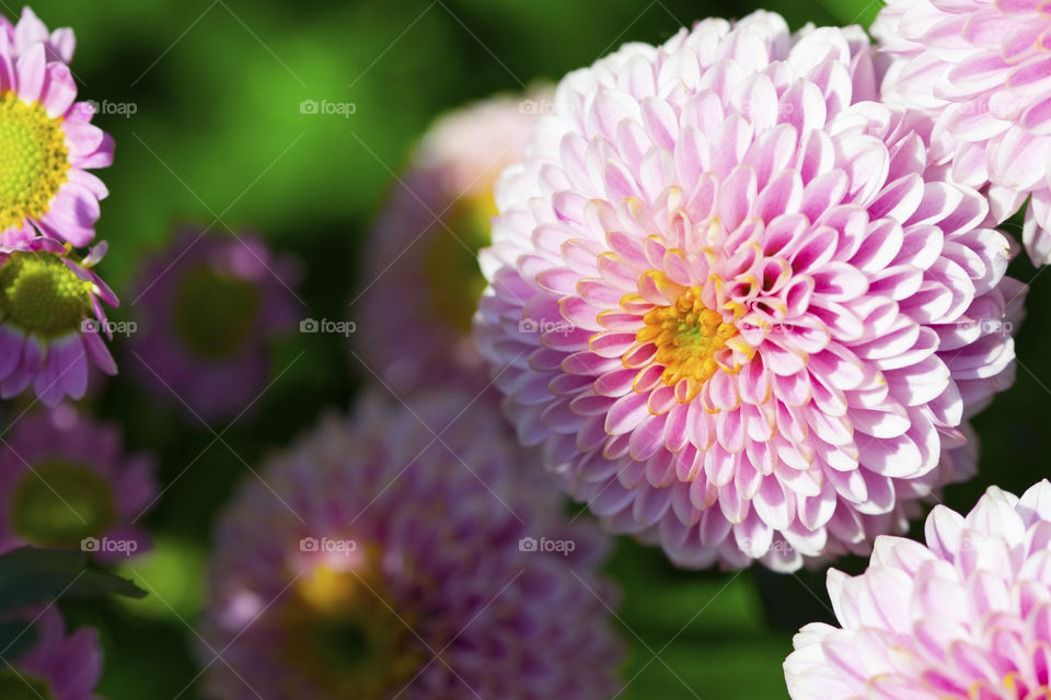 Pink aster in spring close-up