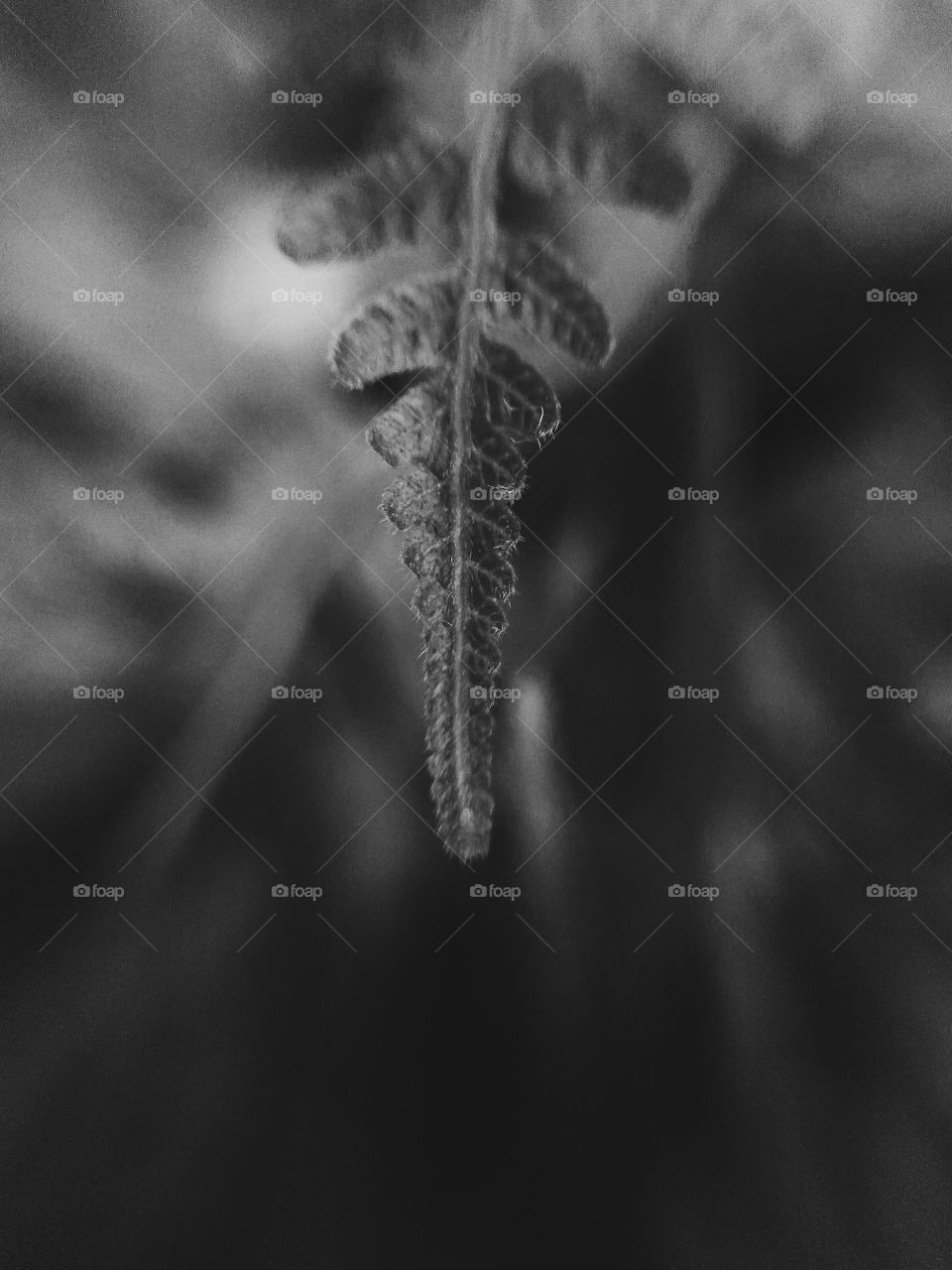 Fern leaves in black white