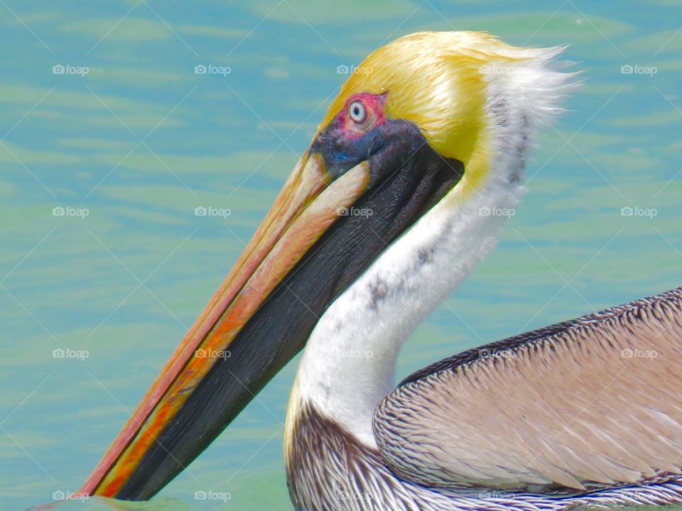 Pelican