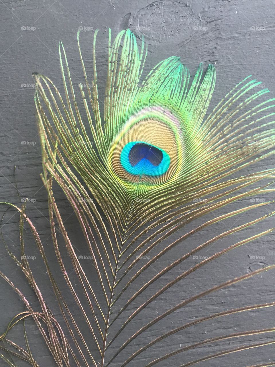 A peacock feather