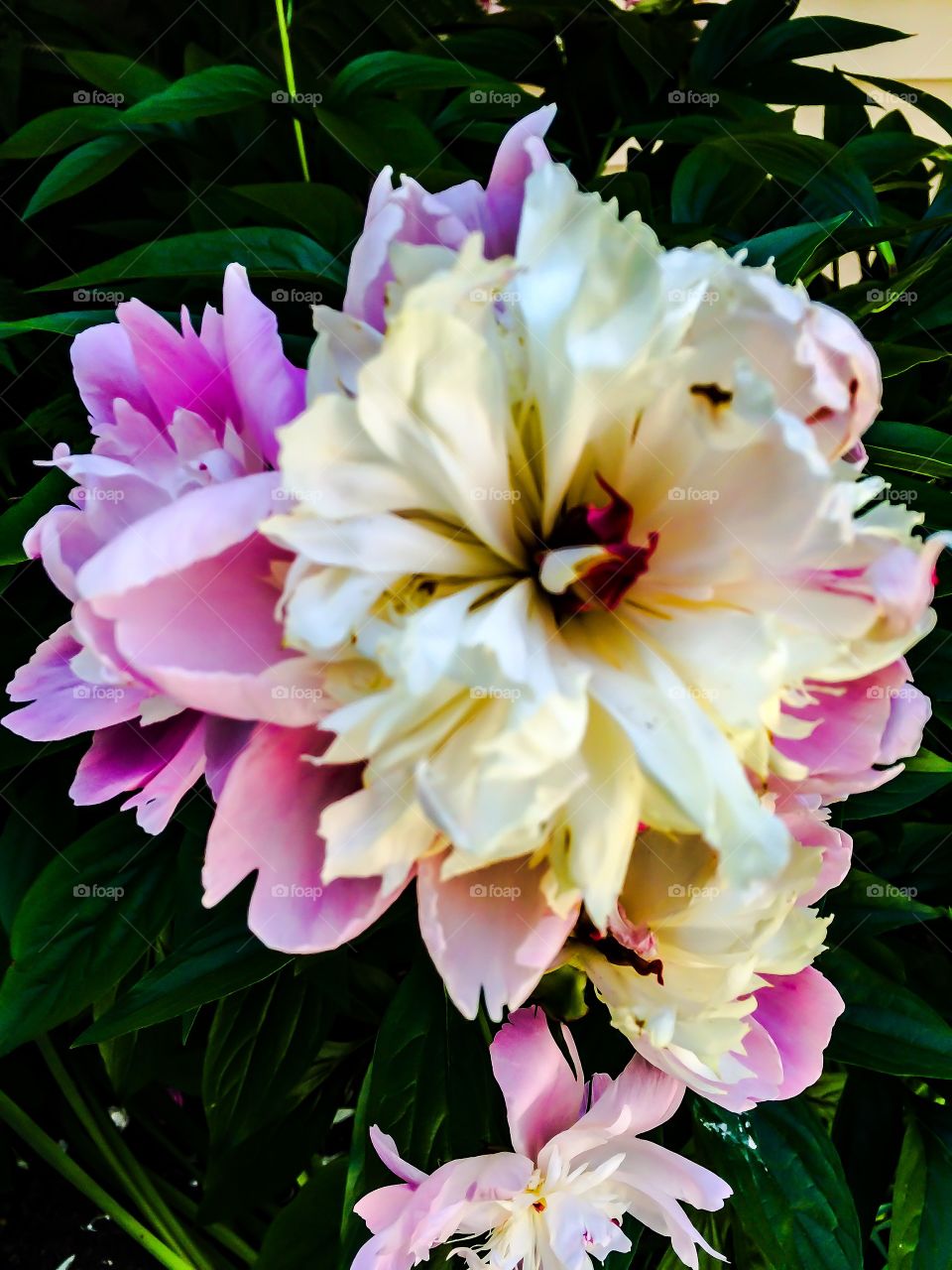 Spring is a time filled with flowers blooming everywhere. The sweet sticky aroma hangs heavy in the warming air. Delightful!