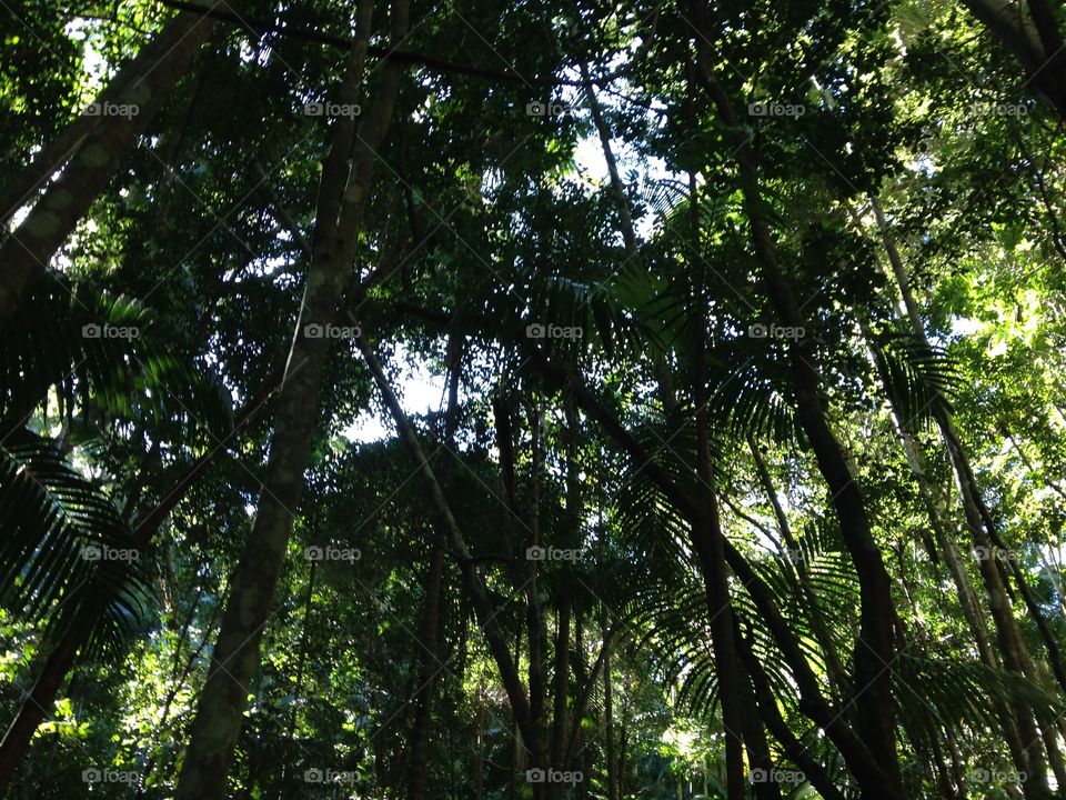 Rainforest on the island of Fraser. Australia is beautiful 