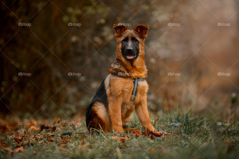 German Shepherd Puppy outdoor portrait