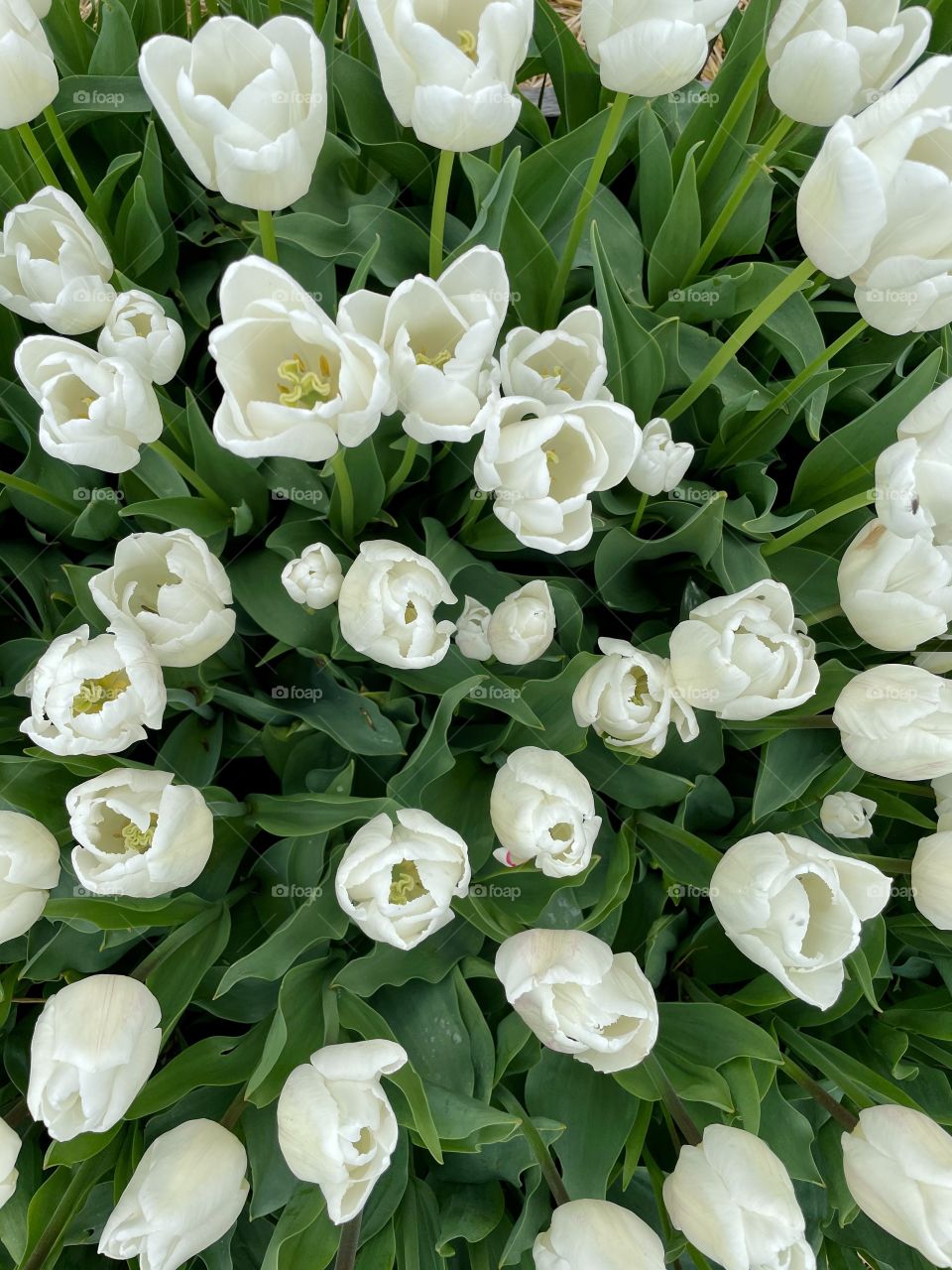 White and green tulip blossom