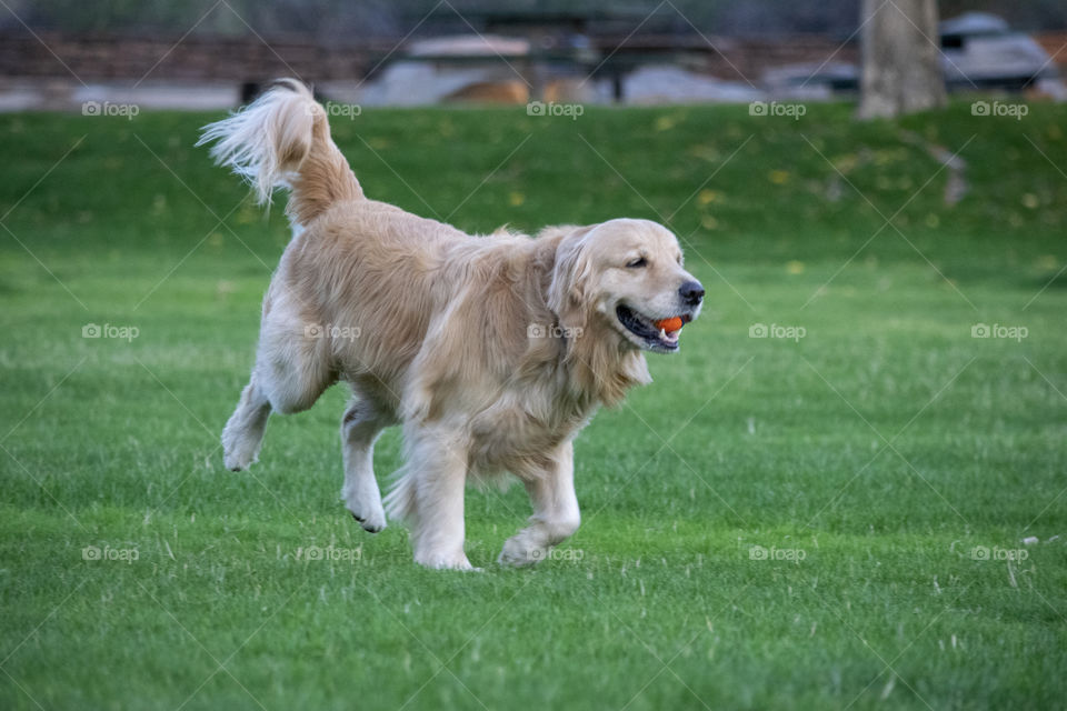 A dog catching the ball