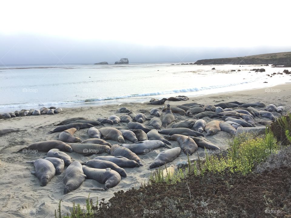 Elephant Seals at Sans Simeon 