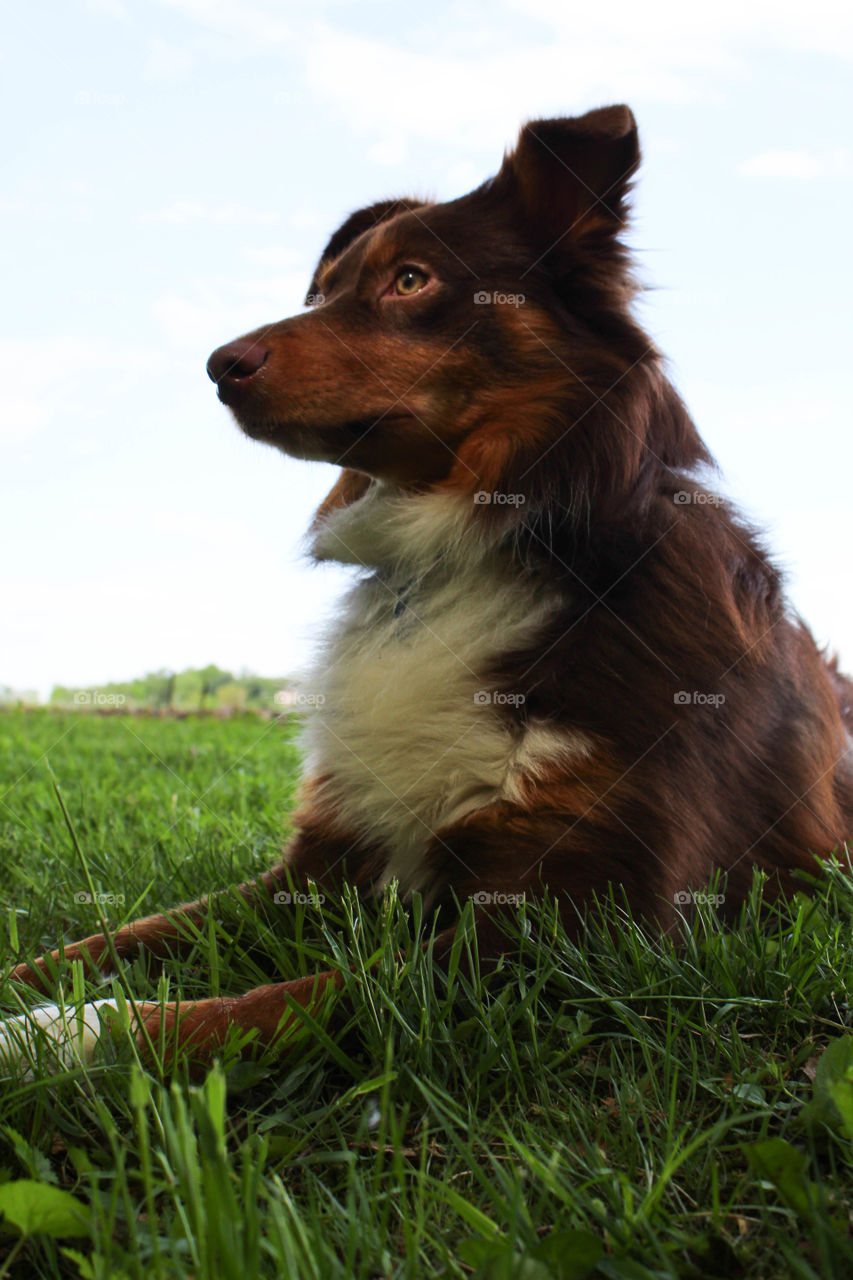 Australian Shepherd: Beautiful 1yr Red-tri, Male