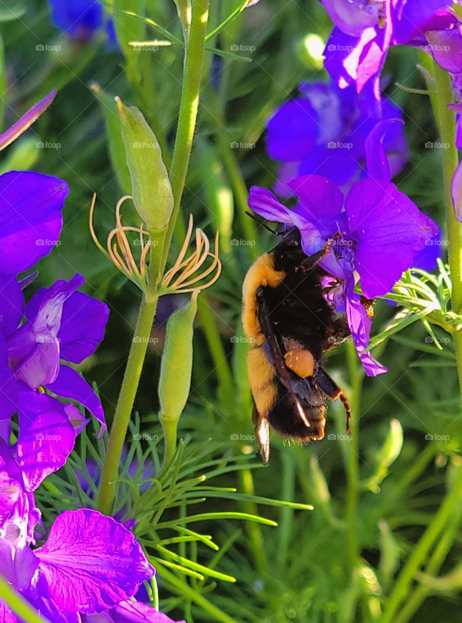 Fat Bumble Bee clinging to flower his weight has pulled way down.