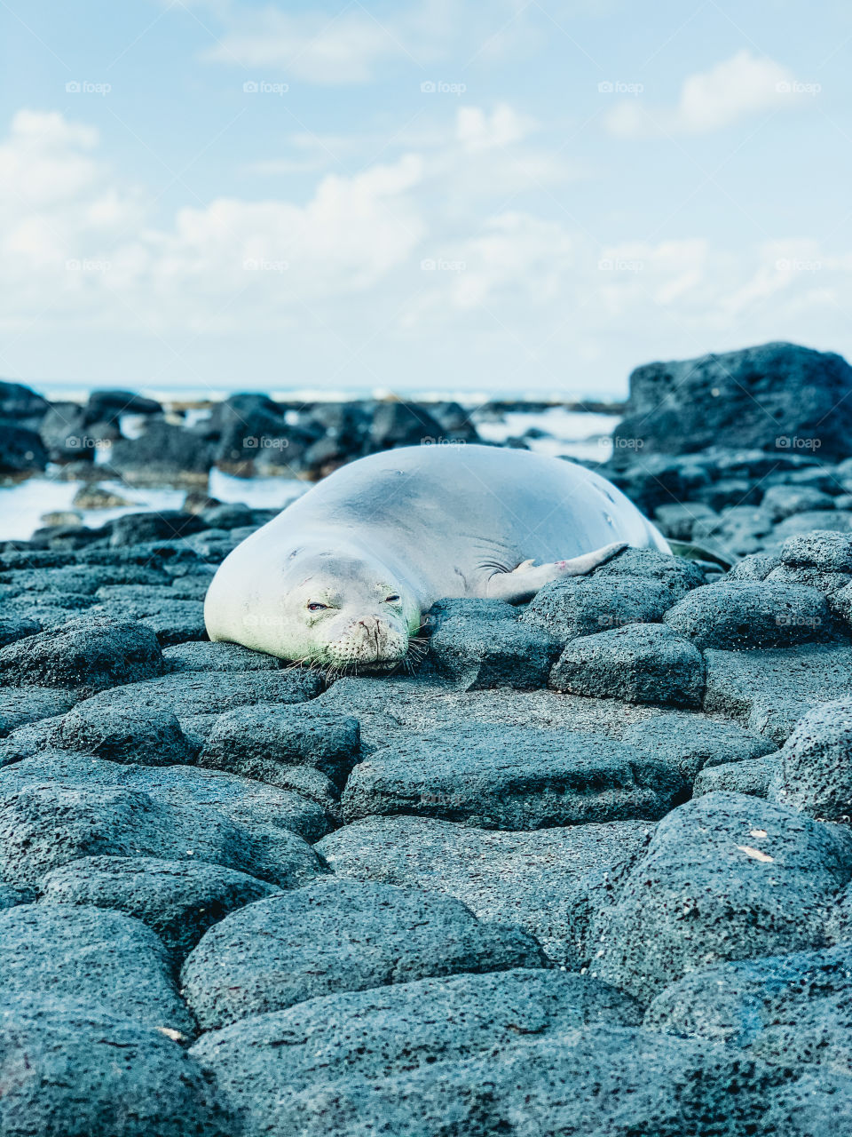 A pregnant, resting Hawaiian Monk Seal on the shore of a south side beach in Kauai, Hawaii one of the northernmost Hawaiian Islands.