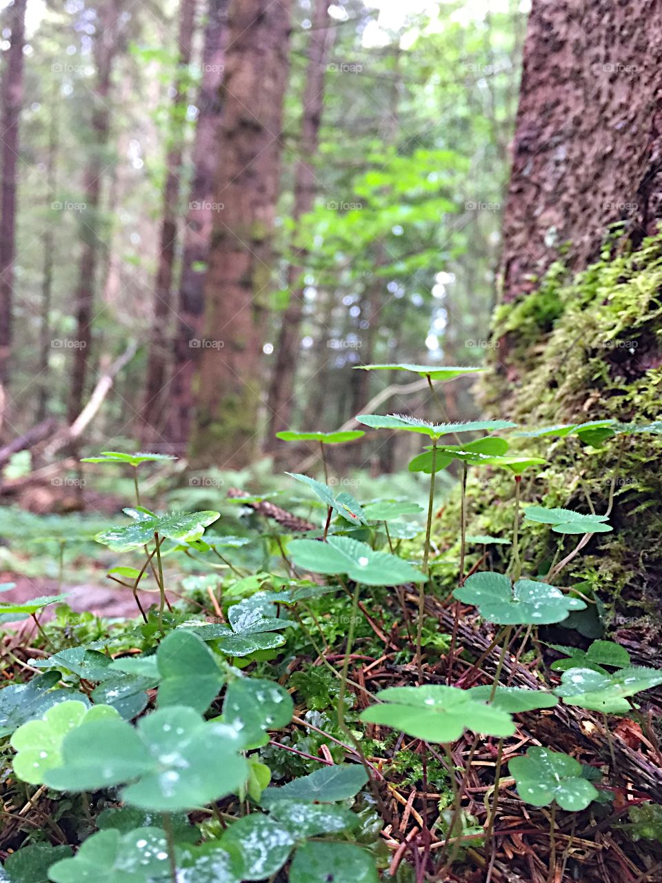 Forest. Beauty on the forest floor