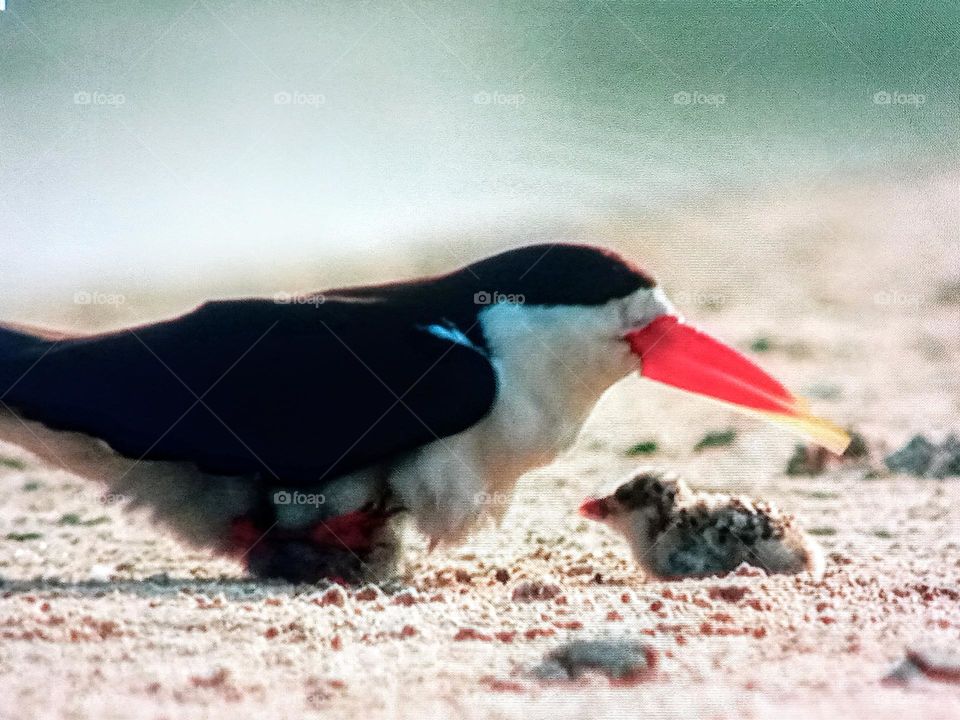 one bird and  chick's