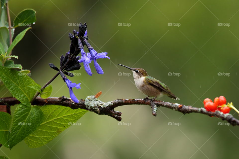 Hummingbird in the rain