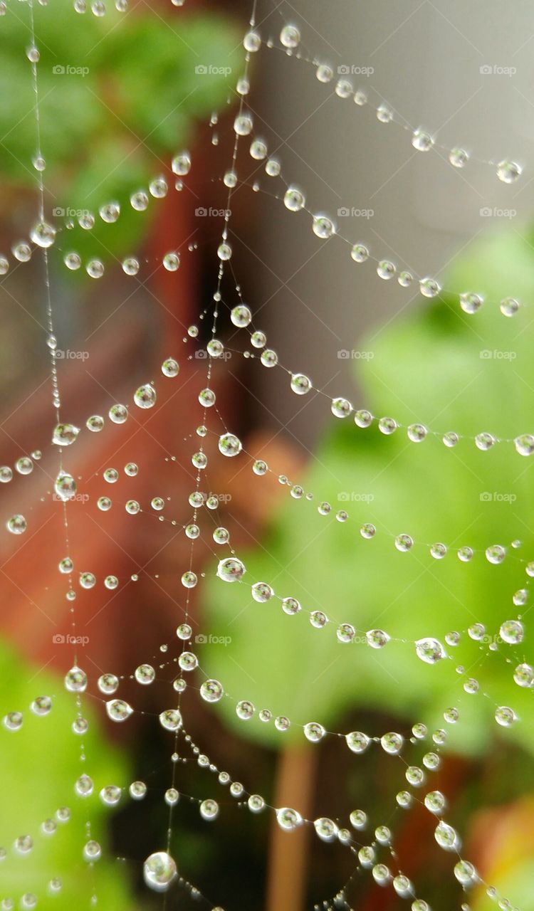 dew