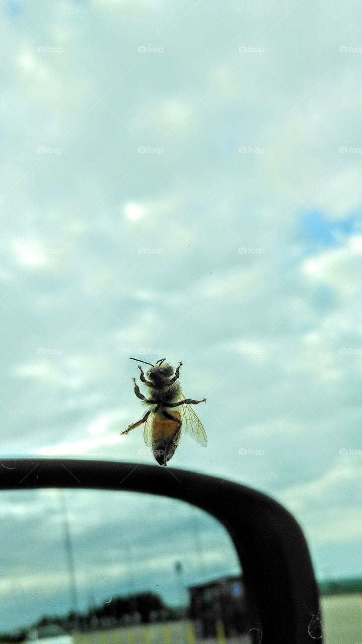 bee on a windshield