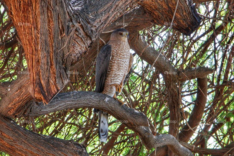 Cooper's Hawk Portrait