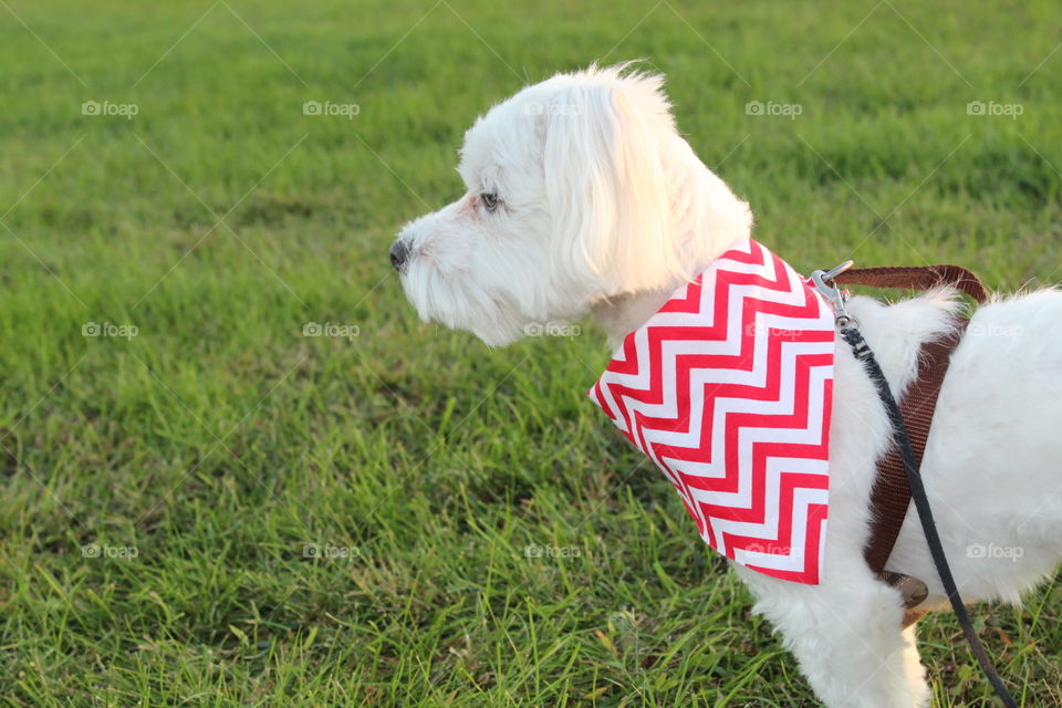 Side view at a small dog standing in grass with a read and white bandana around his neck