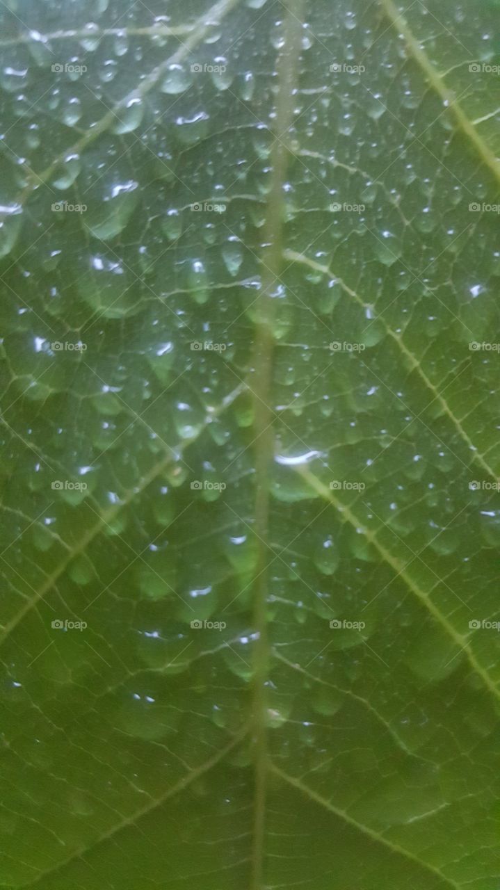 Dew, Rain, Drop, Leaf, Wet