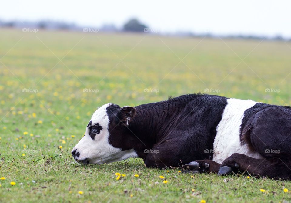 Baby calf on a summers day