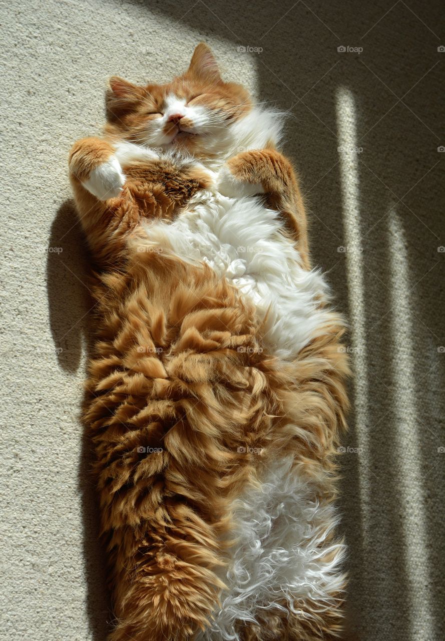 cat funny sleeping and smiling in the room in sunlight top view