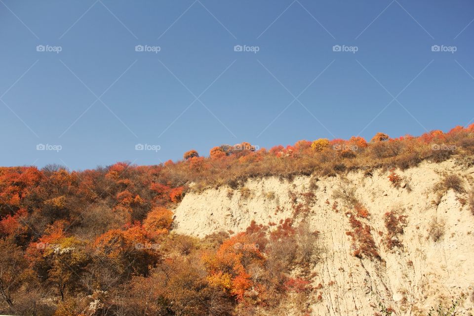 autumn trees on a hillside against a blue sky