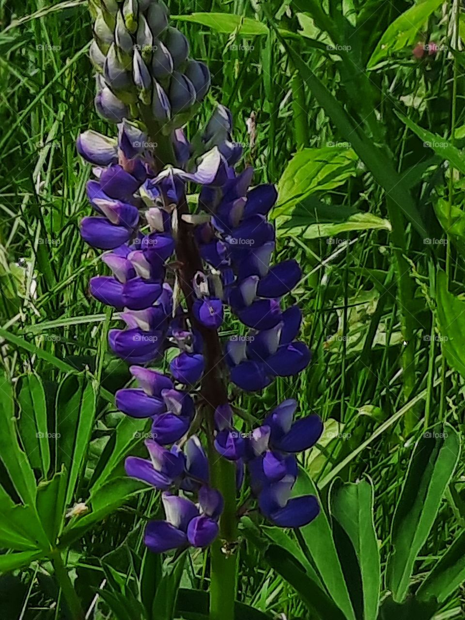 wild blue lupin flowers  in the meadow