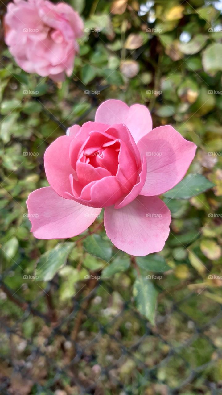 one rose light pink with open petals with same green leaves in natural environments